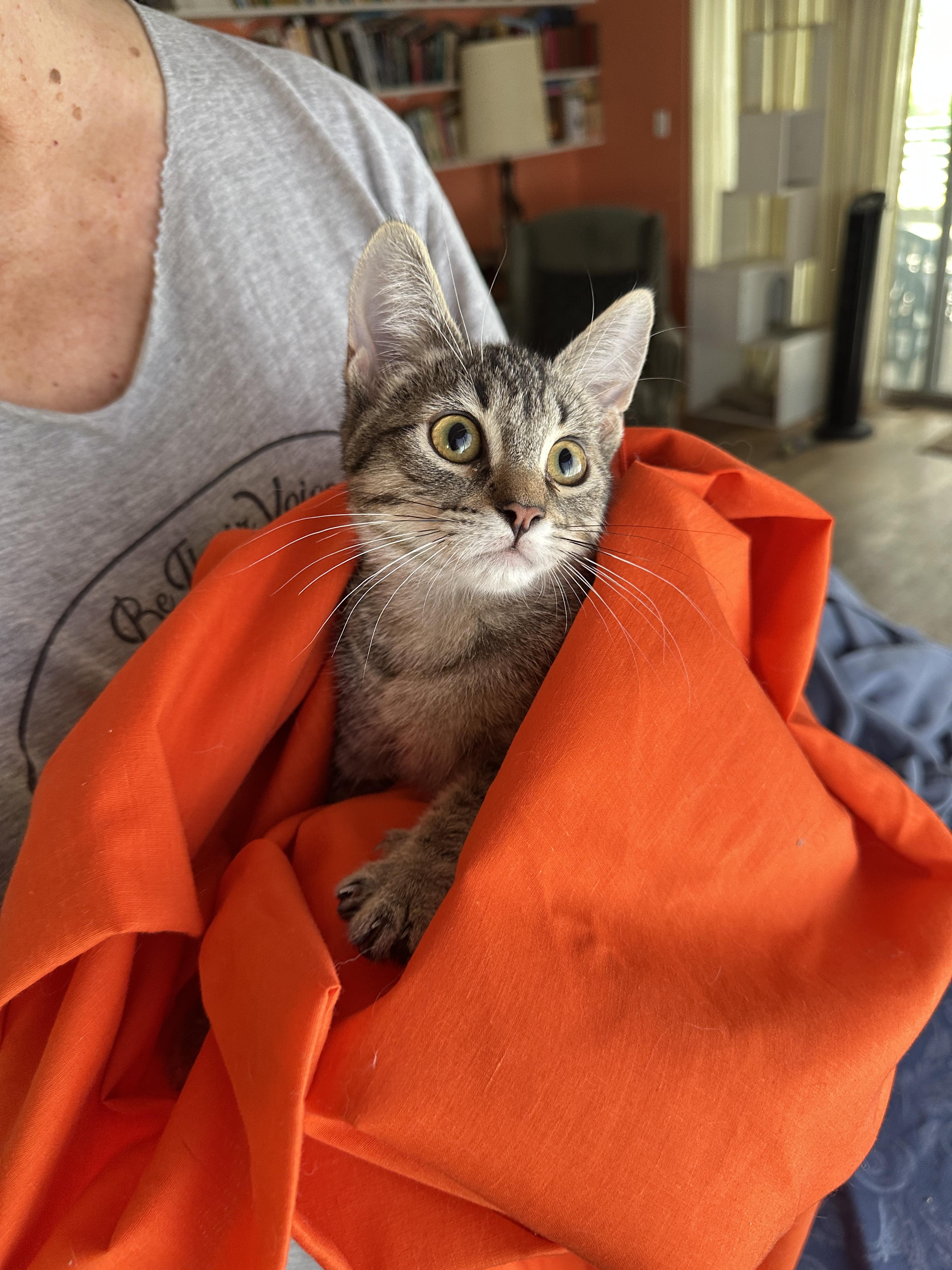 Charlie 4-months old, a Adoptable mixed breed in Toluca Lake, CA image 4/4