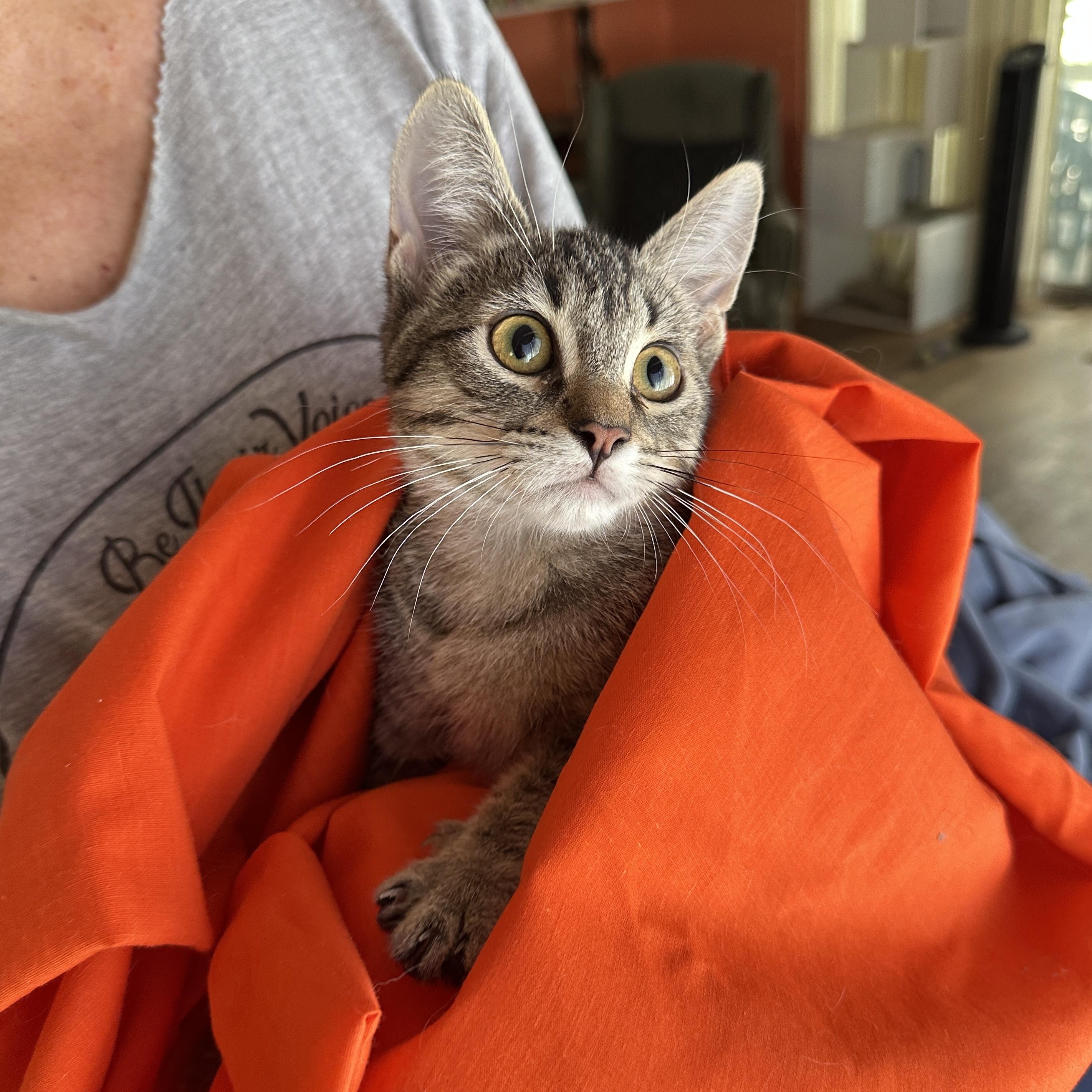 Enlarge Charlie sweetie pie, a Adoptable mixed breed in Toluca Lake, CA image 5/6