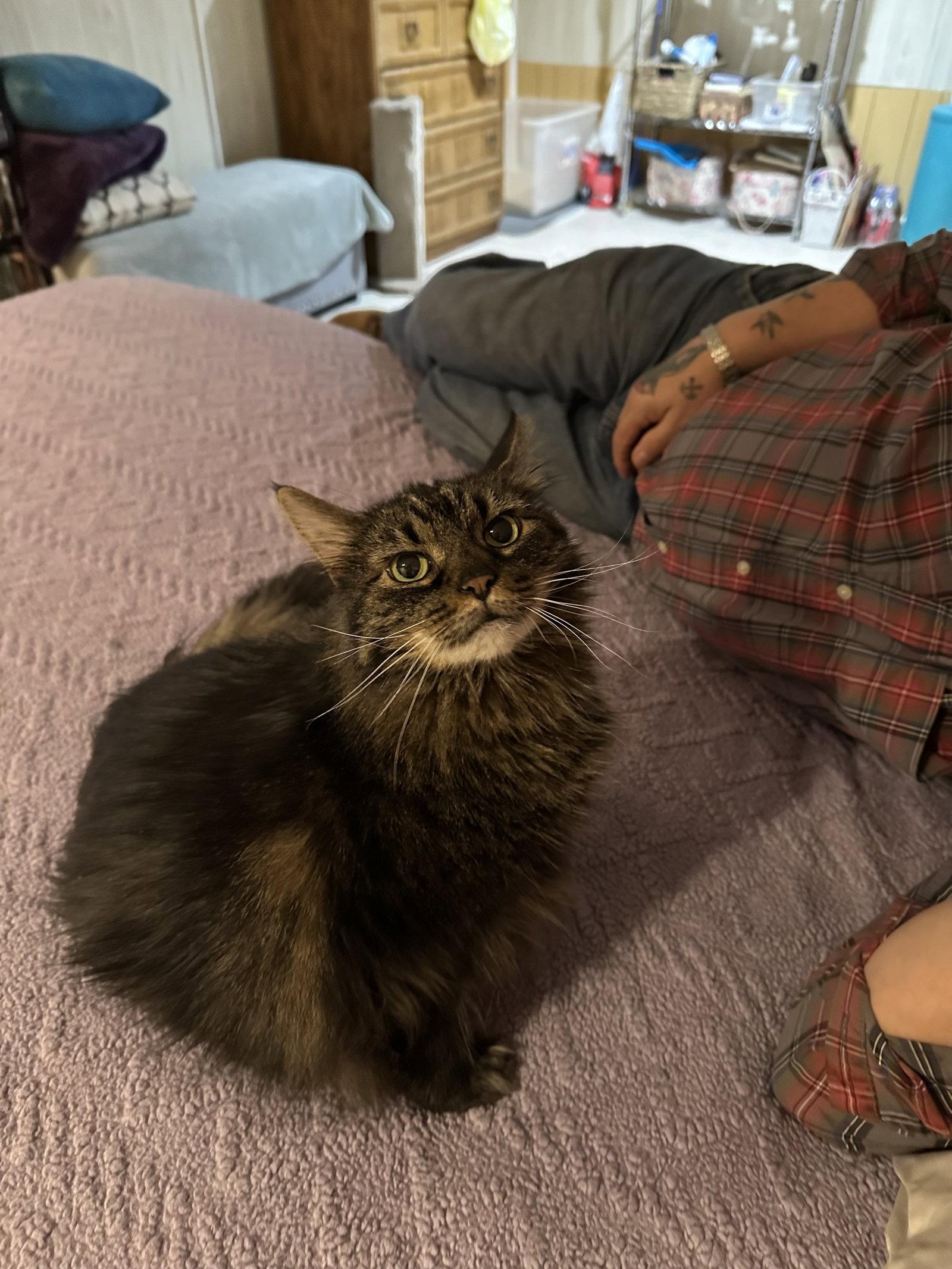 Precious, Adopted, Adult Female Domestic Medium Hair.