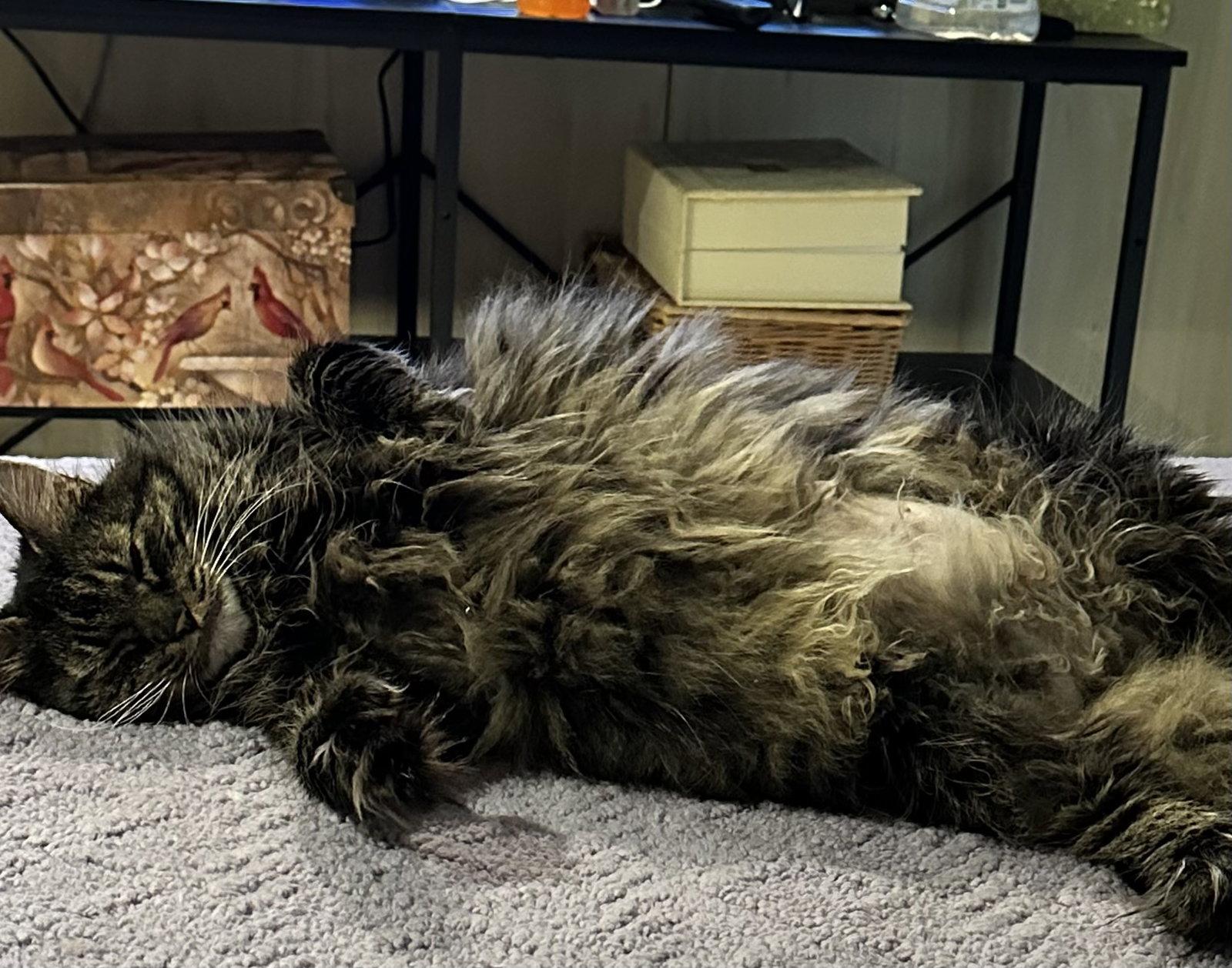 Precious, a Adopted Domestic Medium Hair in Absecon, NJ image 2/3