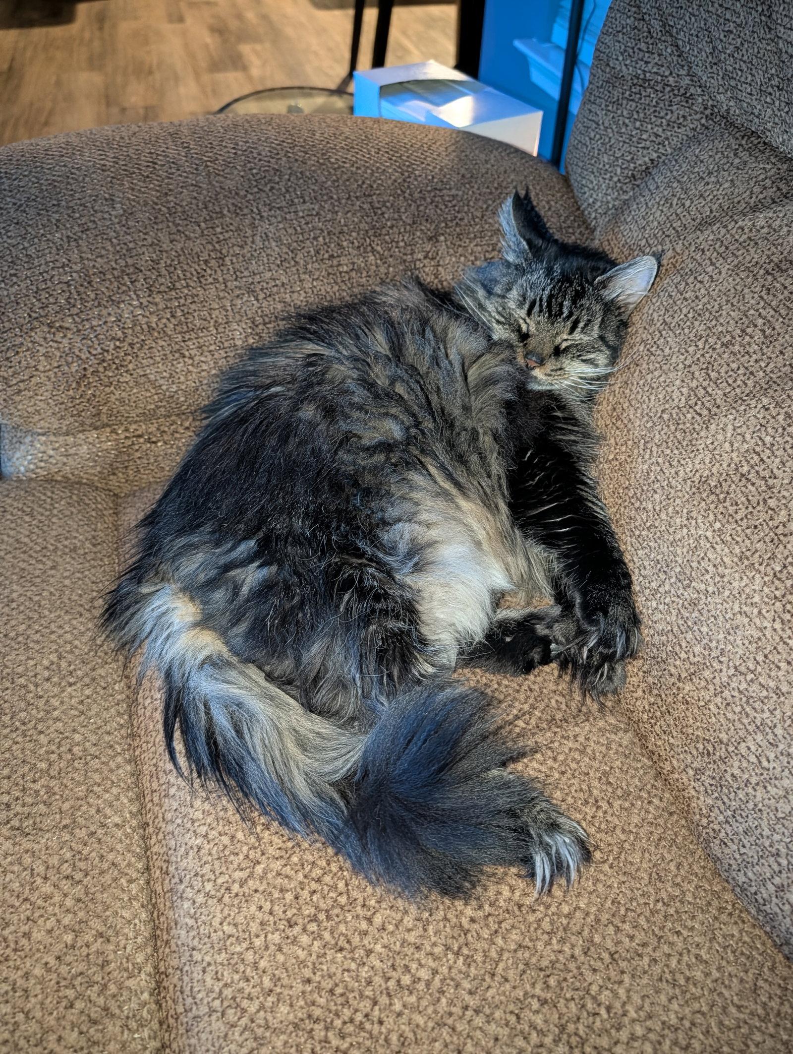 Precious, a Adopted Domestic Medium Hair in Absecon, NJ image 3/3