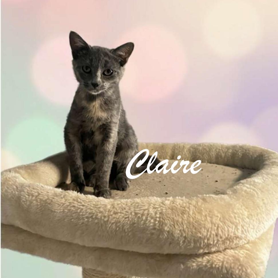 Claire, Adoptable, Kitten Female Domestic Short Hair.