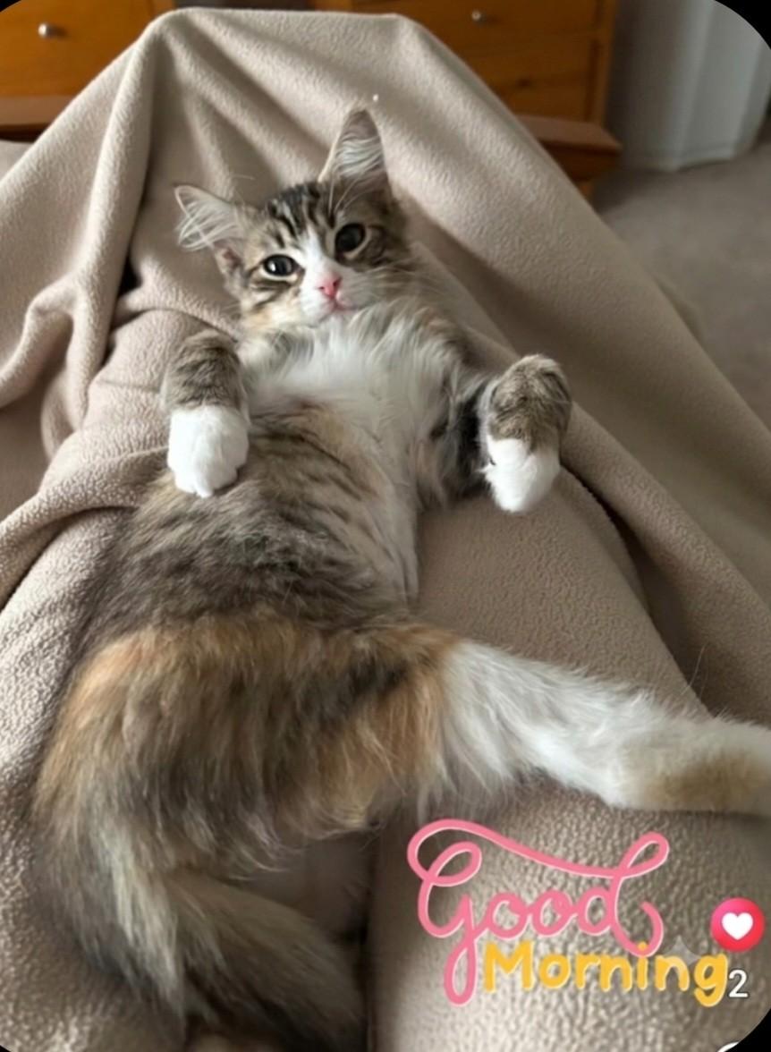 Coco, an adoptable Domestic Medium Hair in East Brunswick, NJ image 1/6