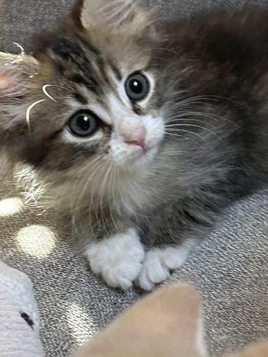 Coco, adopted, Kitten Female Domestic Medium Hair.