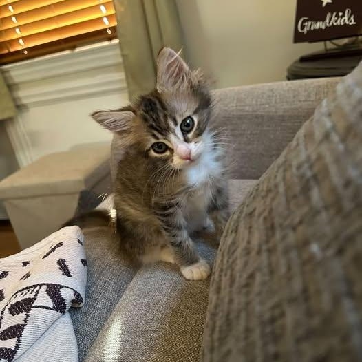 Coco, an adopted Domestic Medium Hair in East Brunswick, NJ image 2/5