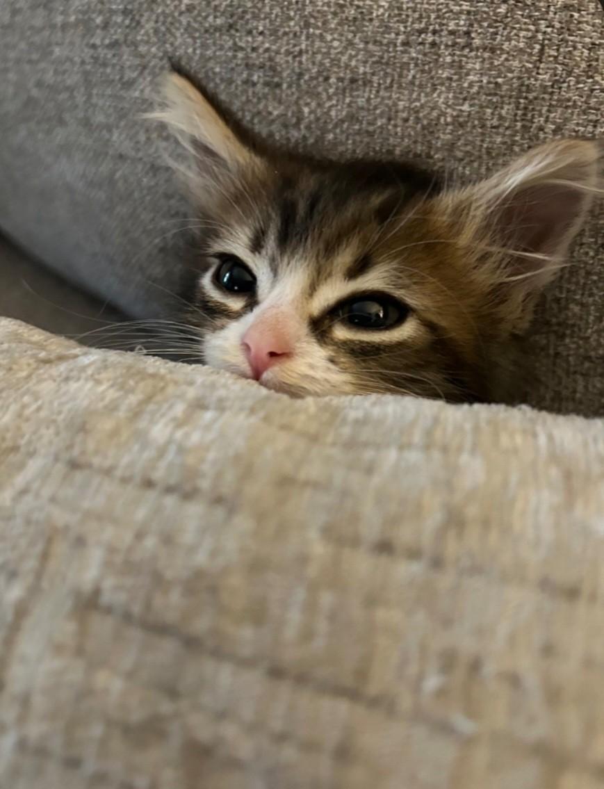 Coco, an adopted Domestic Medium Hair in East Brunswick, NJ image 4/5
