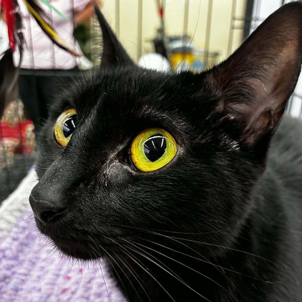 Velour, Adoptable, Adult Female Domestic Short Hair.