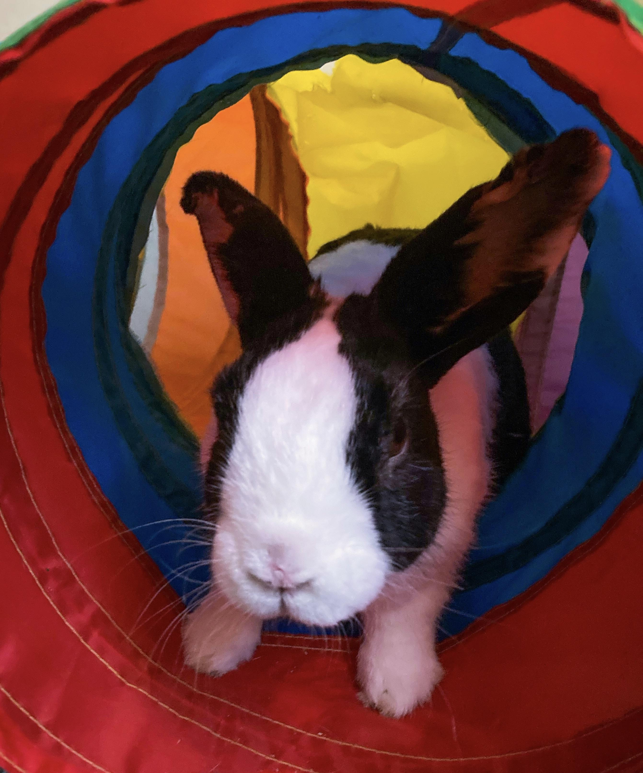 Buster, Adoptable, Adult Male Dutch.