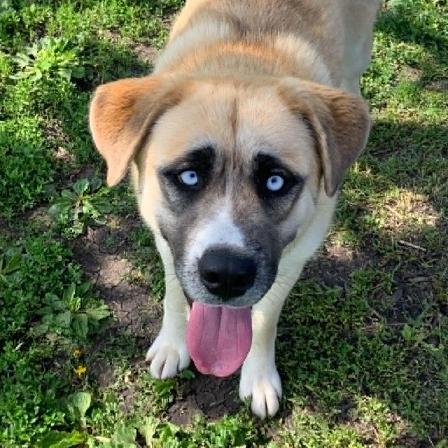 Enlarge Oakley, an adopted mixed breed in Rushville, IL image 1/2