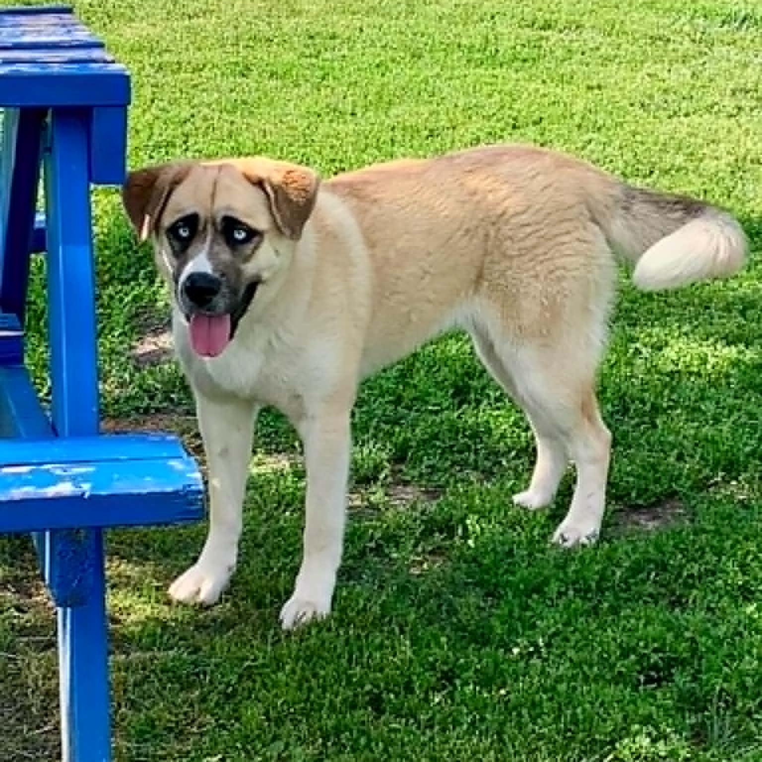 Enlarge Oakley, an adopted mixed breed in Rushville, IL image 2/2
