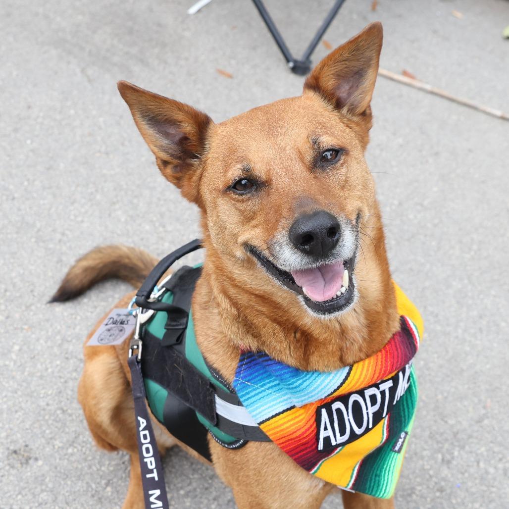 Dallas, Adoptable, Senior Male Canaan Dog & Carolina Dog.