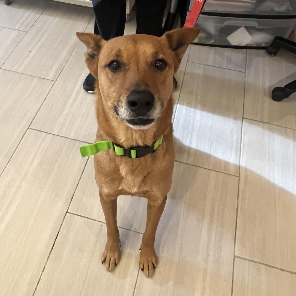 Enlarge Dallas, a Adoptable mixed breed in San Antonio, TX image 1/6