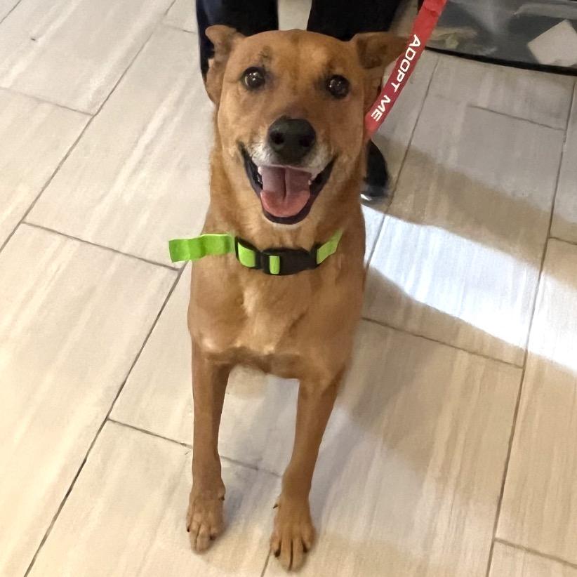 Enlarge Dallas, a Adoptable mixed breed in San Antonio, TX image 2/6