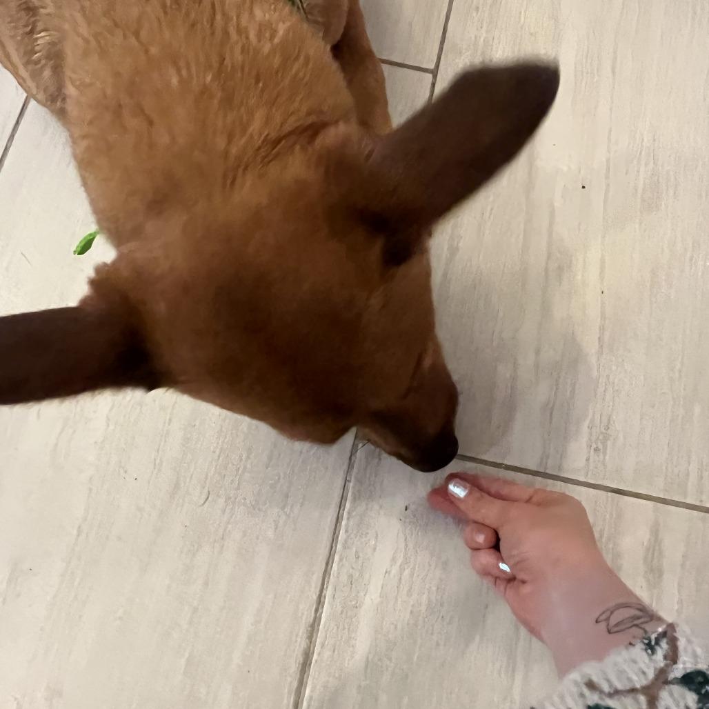 Enlarge Dallas, a Adoptable mixed breed in San Antonio, TX image 3/6