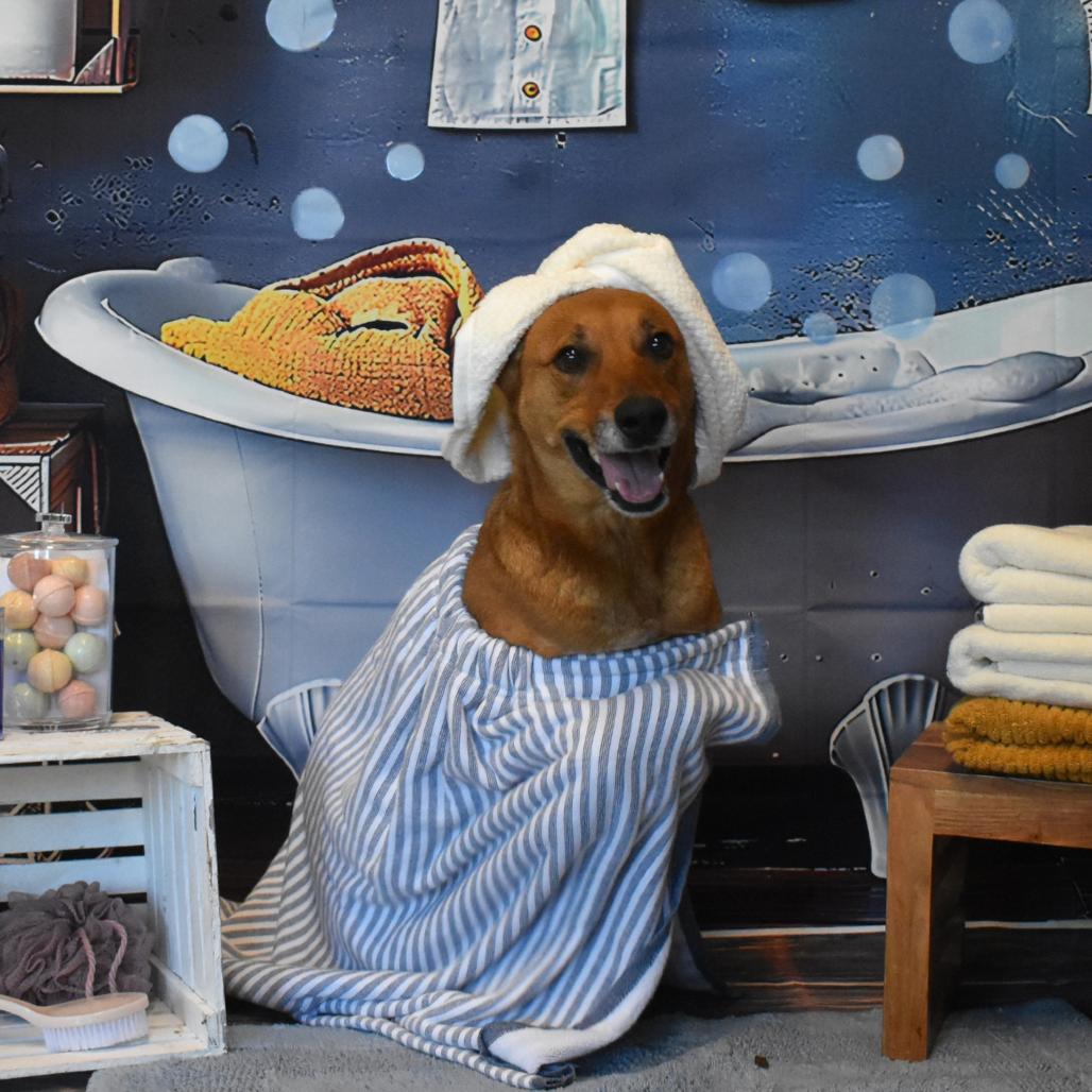 Enlarge Dallas, a Adoptable mixed breed in San Antonio, TX image 3/6