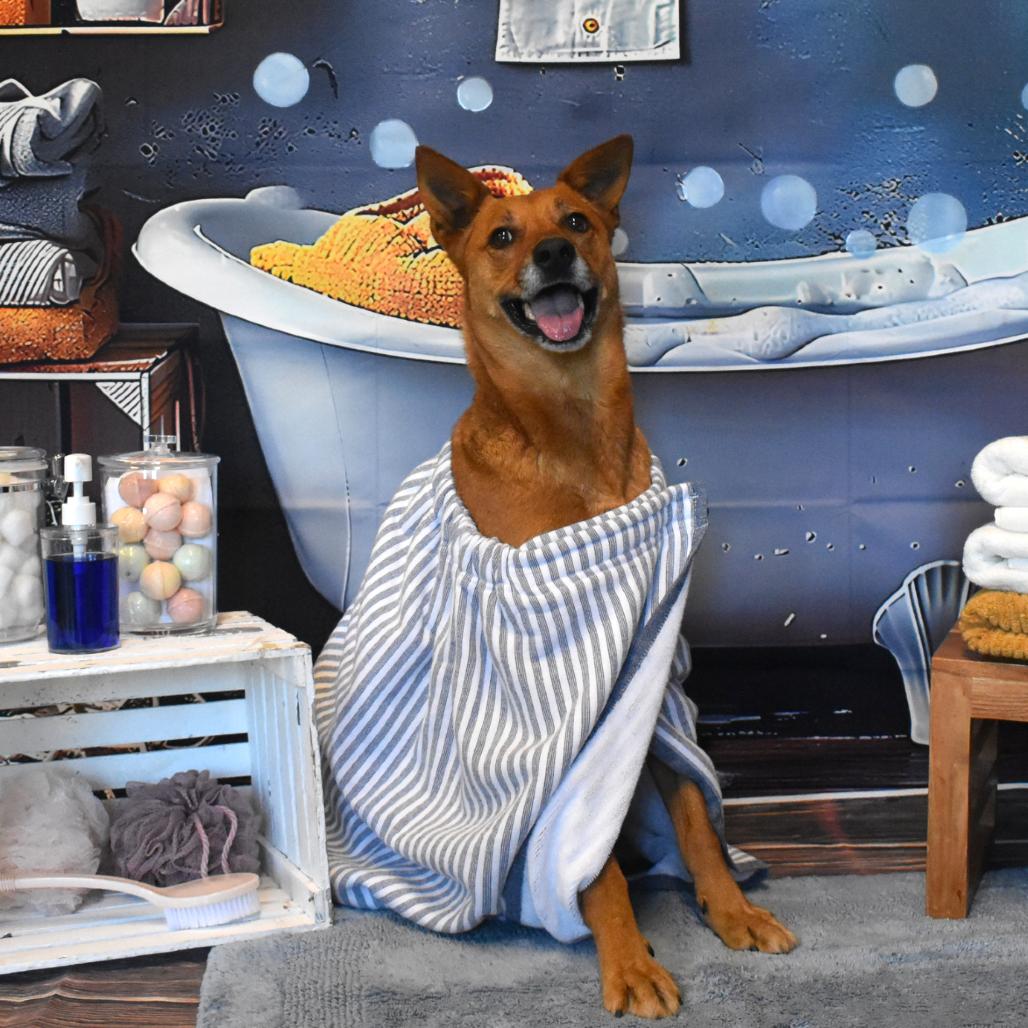 Enlarge Dallas, a Adoptable mixed breed in San Antonio, TX image 4/6