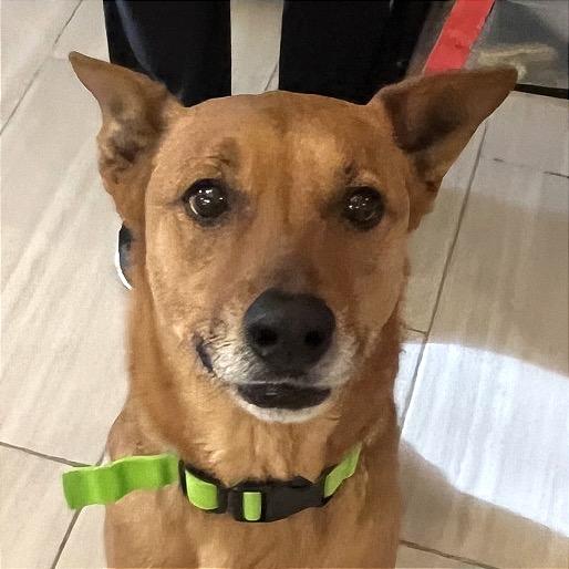 Enlarge Dallas, a Adoptable mixed breed in San Antonio, TX image 4/6