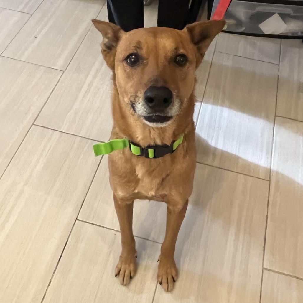 Enlarge Dallas, a Adoptable mixed breed in San Antonio, TX image 5/6