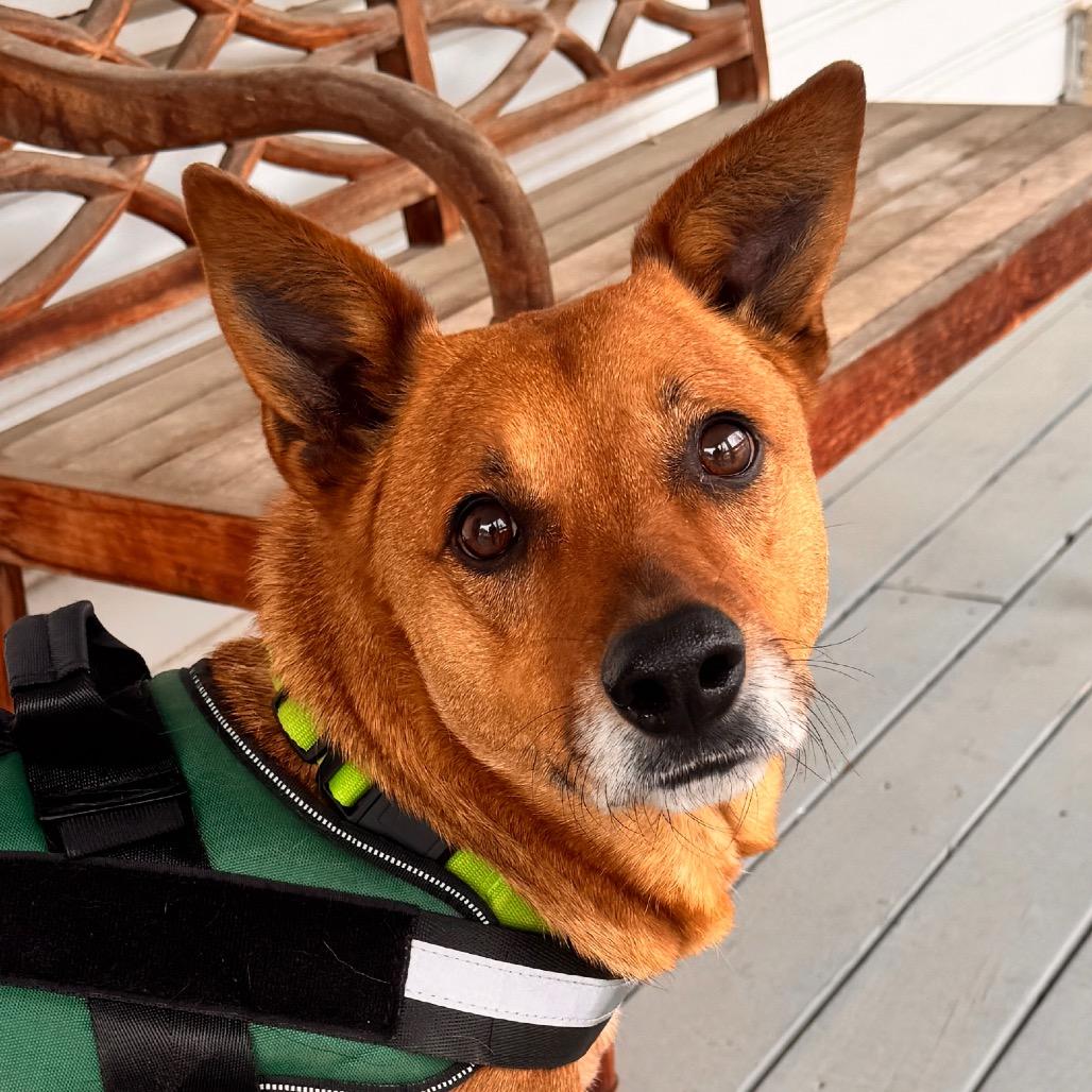 Enlarge Dallas, a Adoptable mixed breed in San Antonio, TX image 6/6