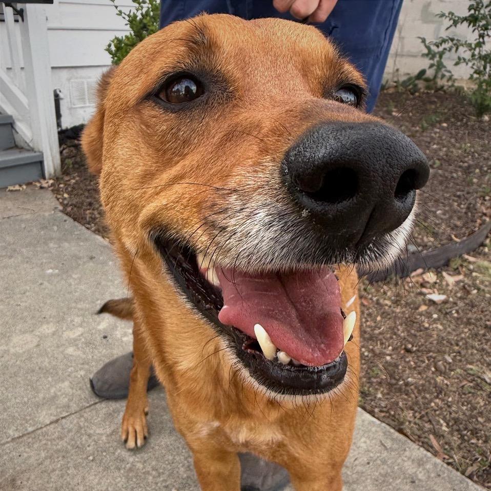 Dallas, a Adoptable mixed breed in San Antonio, TX image 6/6