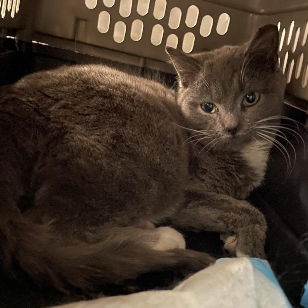 Enlarge Saffron, a Adoptable Domestic Short Hair in Salt Lake City, UT image 1/2