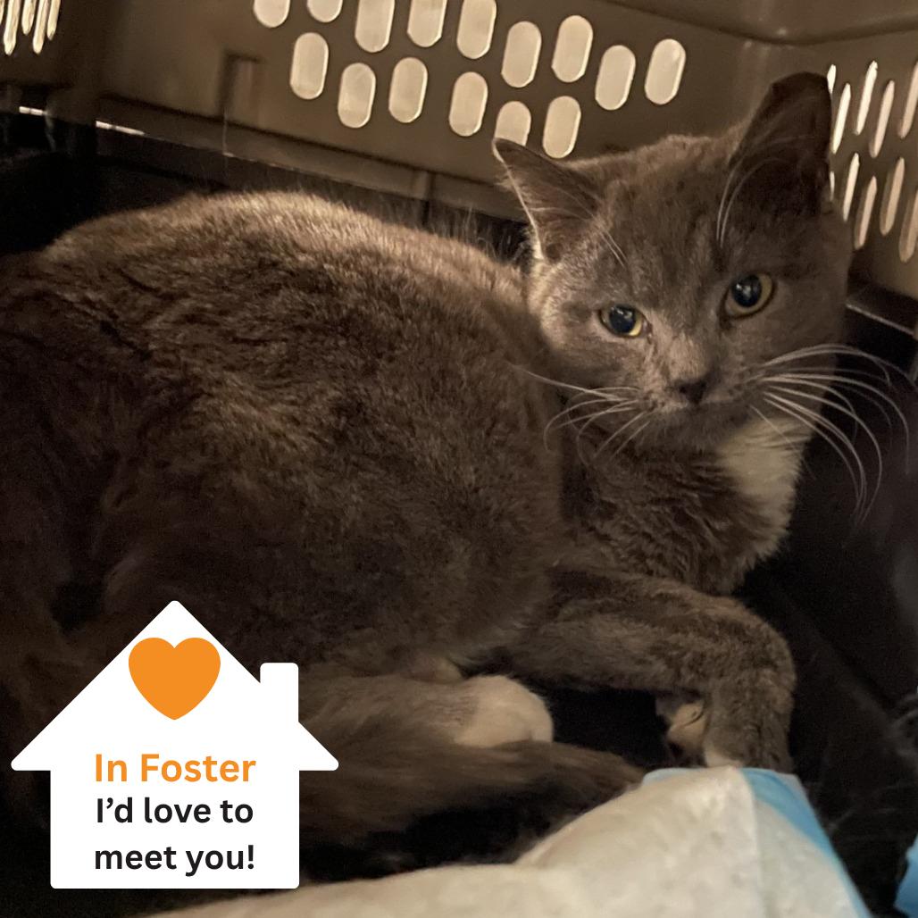 Enlarge Saffron, a Adoptable Domestic Short Hair in Salt Lake City, UT image 2/2