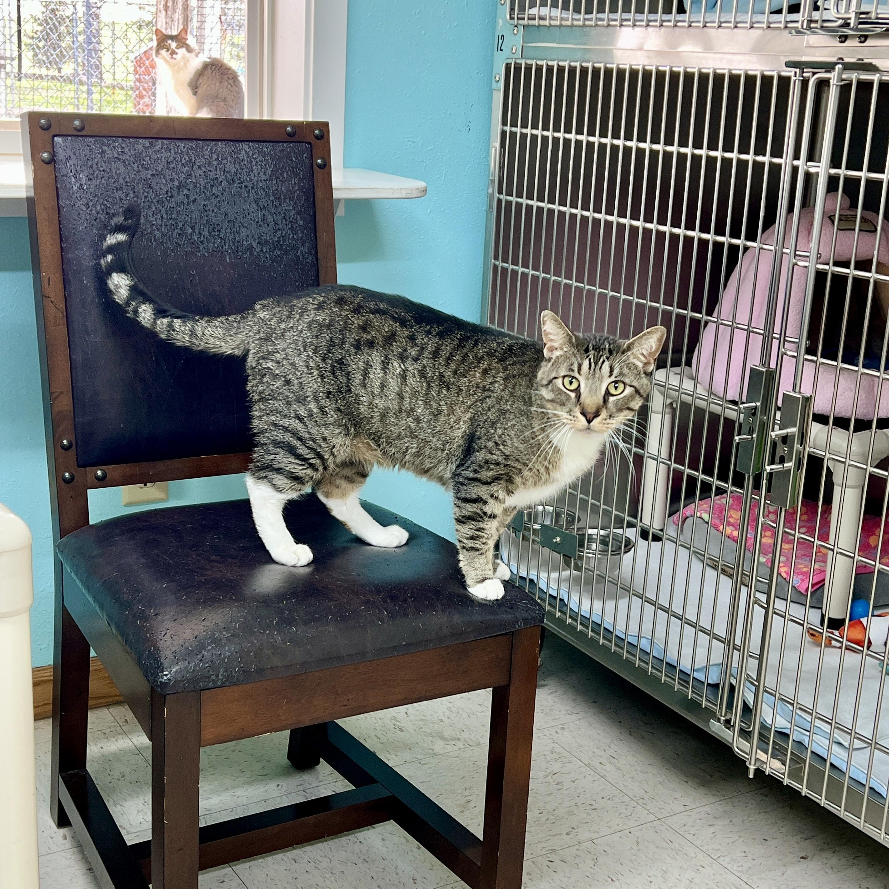 Harley, ADOPTABLE, Adult Male Domestic Short Hair.