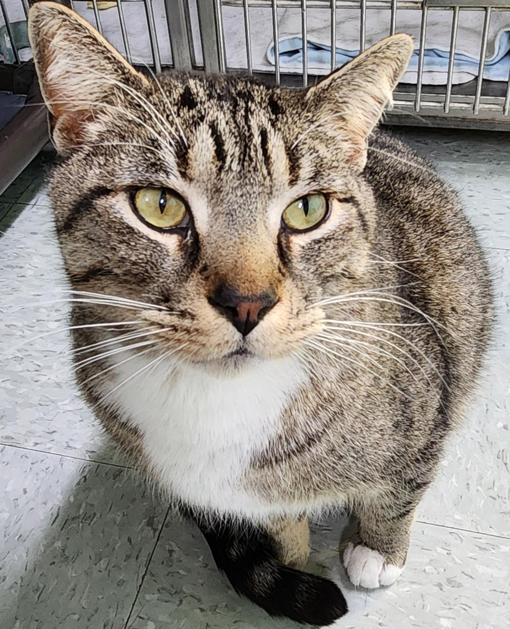 Harley, ADOPTABLE, Adult Male Domestic Short Hair.