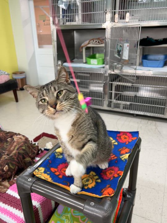 Enlarge Harley, a ADOPTABLE Domestic Short Hair in Jamestown, ND video 2/2