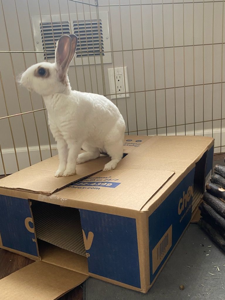 Enlarge Johnifer, a Adoptable Mini Rex in Brick, NJ image 5/6