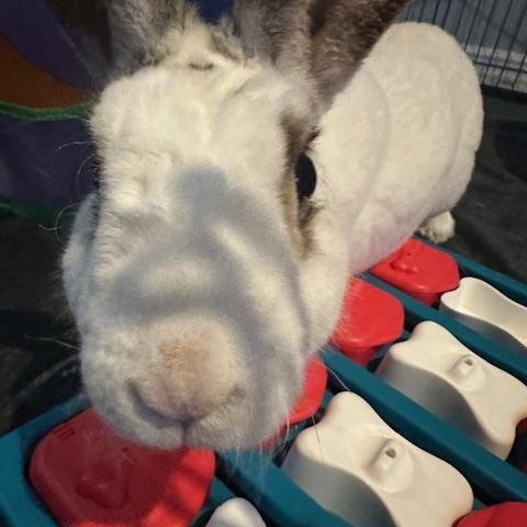 Enlarge Johnifer, a Adoptable Mini Rex in Brick, NJ image 6/6