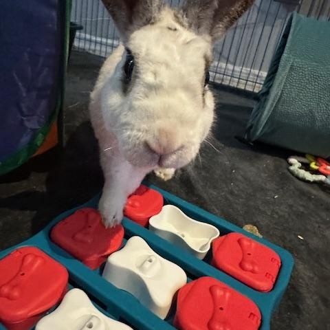 Johnifer, Adoptable, Adult Male Mini Rex.