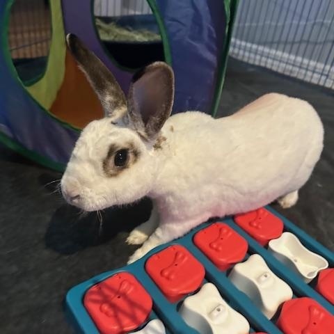 Enlarge Johnifer, a Adoptable Mini Rex in Brick, NJ image 2/6