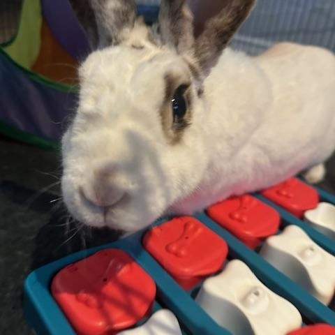 Enlarge Johnifer, a Adoptable Mini Rex in Brick, NJ image 4/6