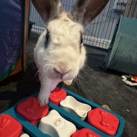 Enlarge Johnifer, a Adoptable Mini Rex in Brick, NJ image 3/6