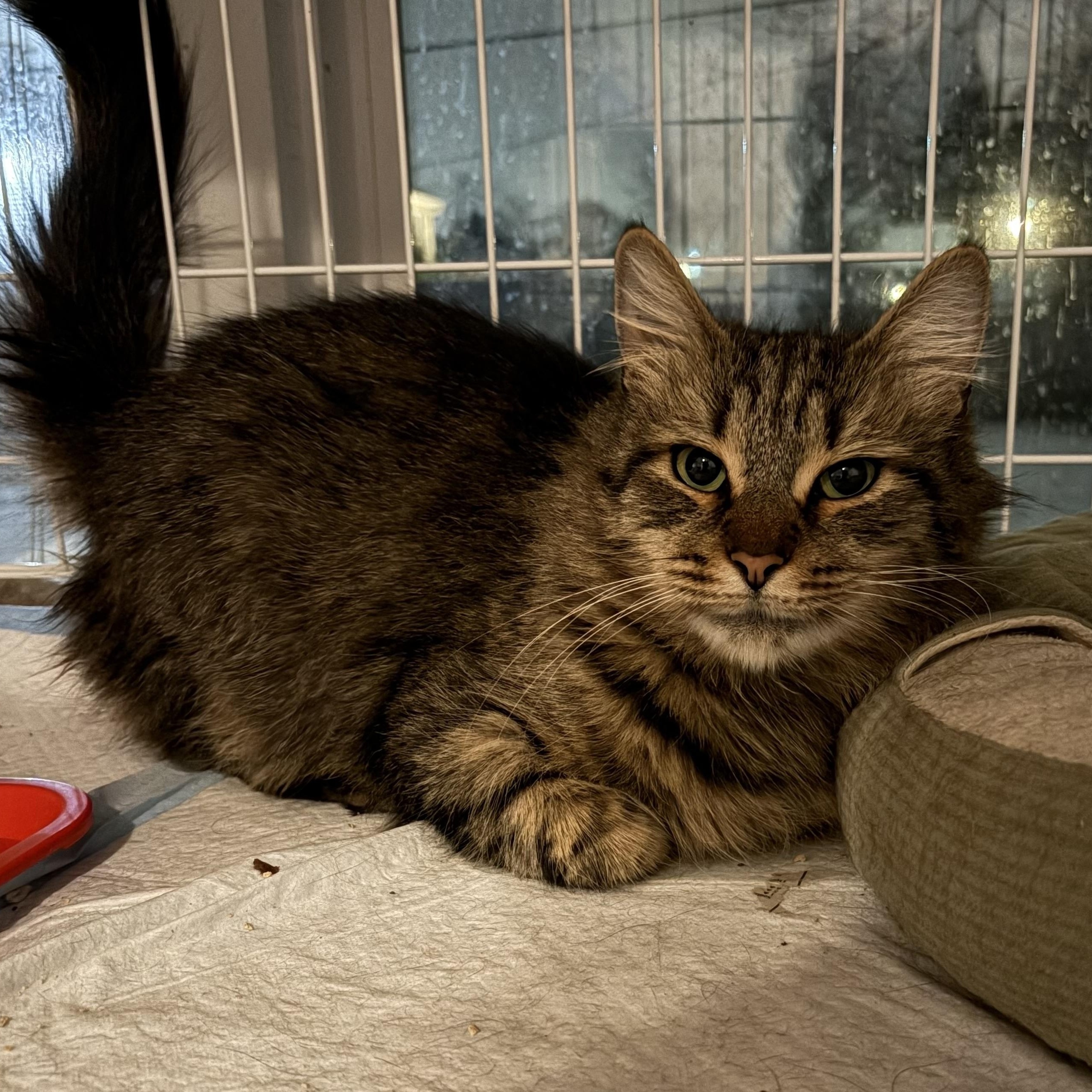 Laura, ADOPTABLE, Adult Female Maine Coon & Domestic Long Hair.