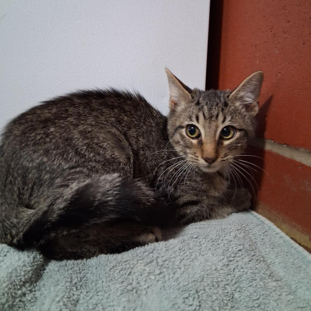 Gomez, Adoptable, Kitten Male Domestic Short Hair.