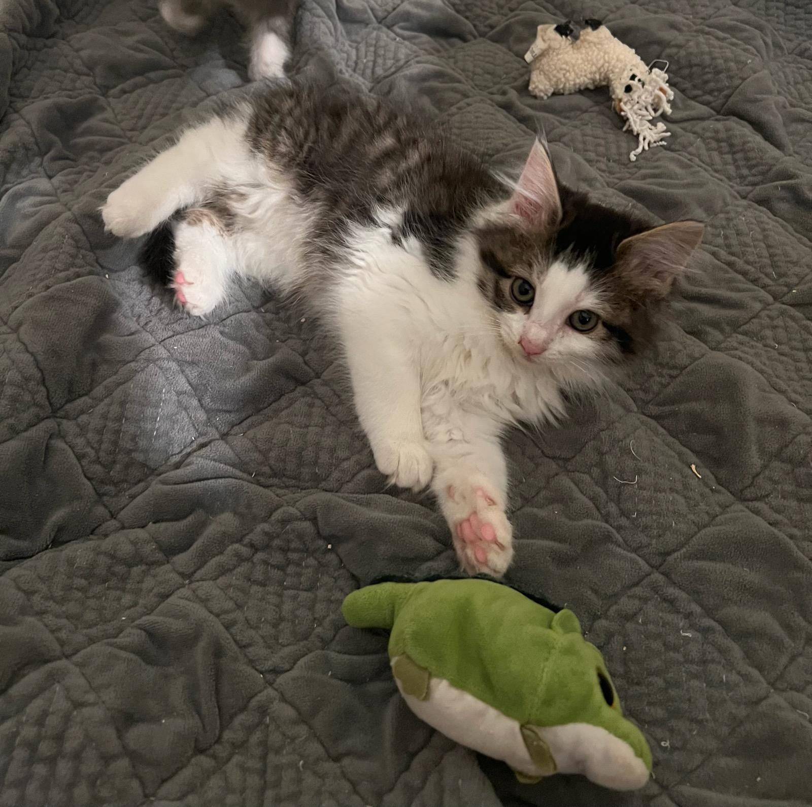 Harmony, ADOPTABLE, Kitten Female Domestic Long Hair.
