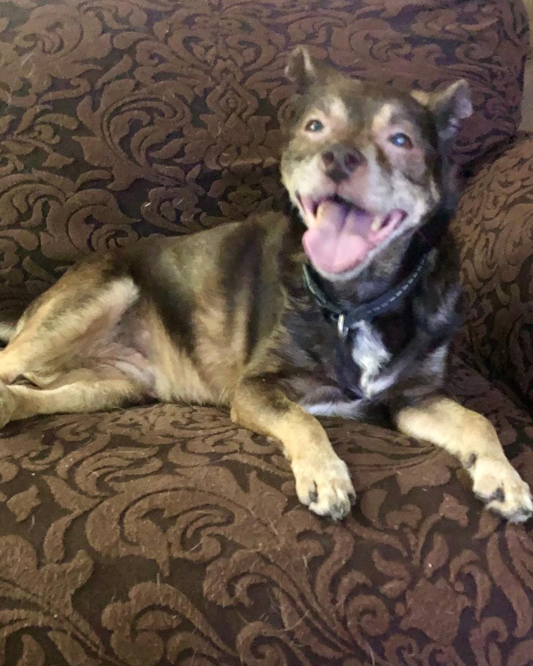Dago - Loyal Senior, an adopted mixed breed in Tulsa, OK image 2/4