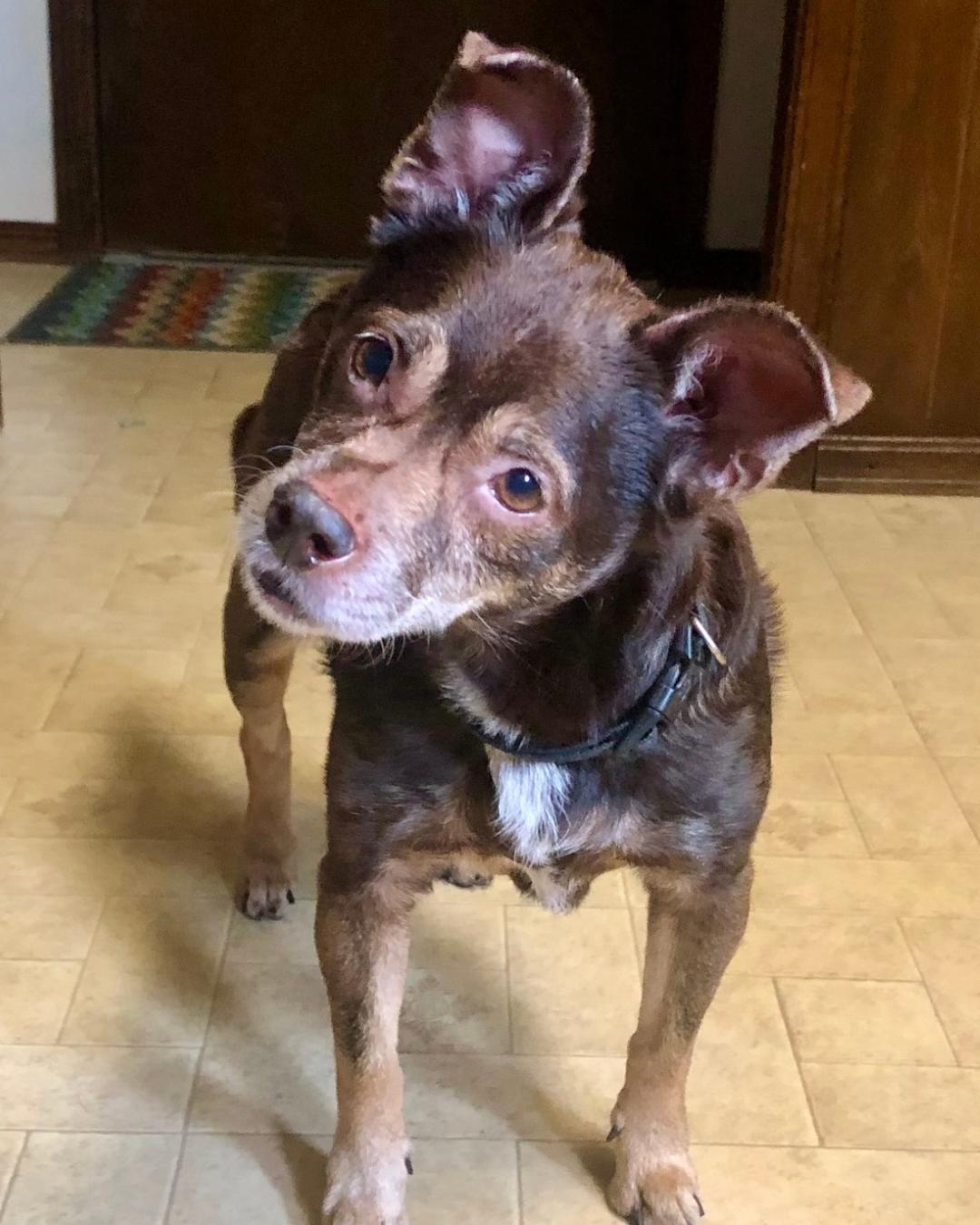 Dago - Loyal Senior, an adopted mixed breed in Tulsa, OK image 4/4