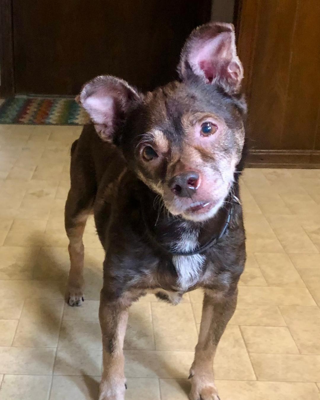 Dago - Loyal Senior, an adopted mixed breed in Tulsa, OK image 3/4