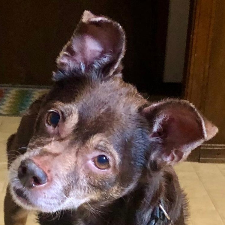 Dago - Loyal Senior, an adopted mixed breed in Tulsa, OK image 1/4