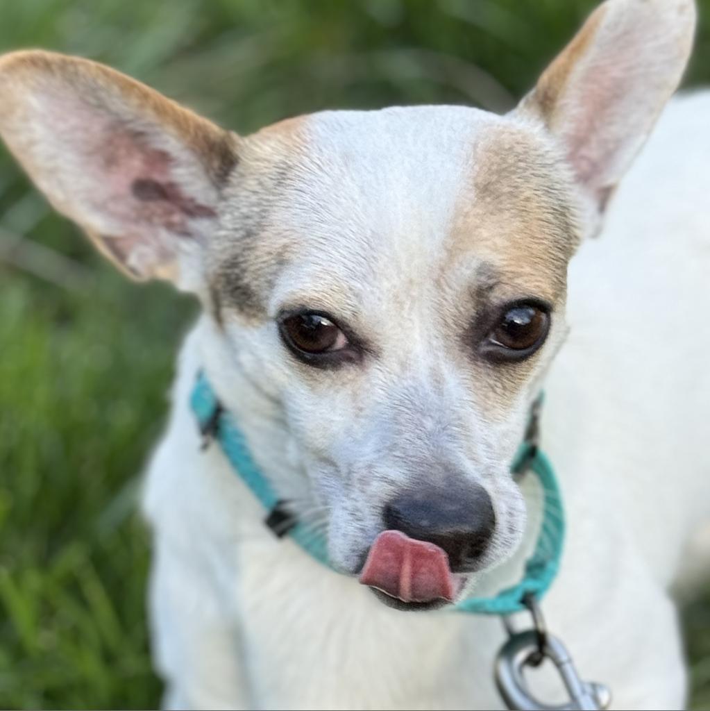 Clyde, Adoptable, Adult Male Chihuahua & Jack Russell Terrier.