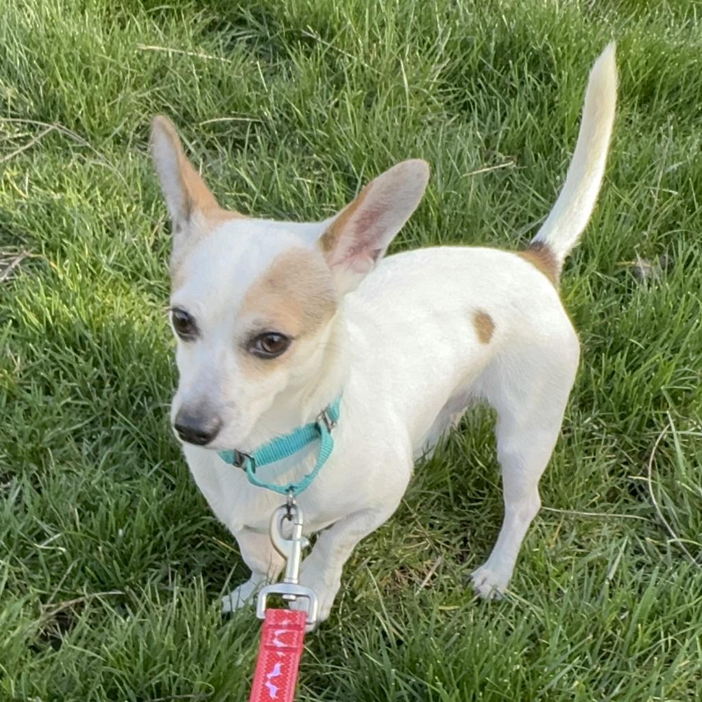 Enlarge Clyde, a Adoptable mixed breed in Hudson, IL image 1/3
