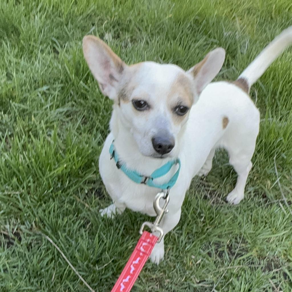 Clyde, a Adoptable mixed breed in Hudson, IL image 3/3