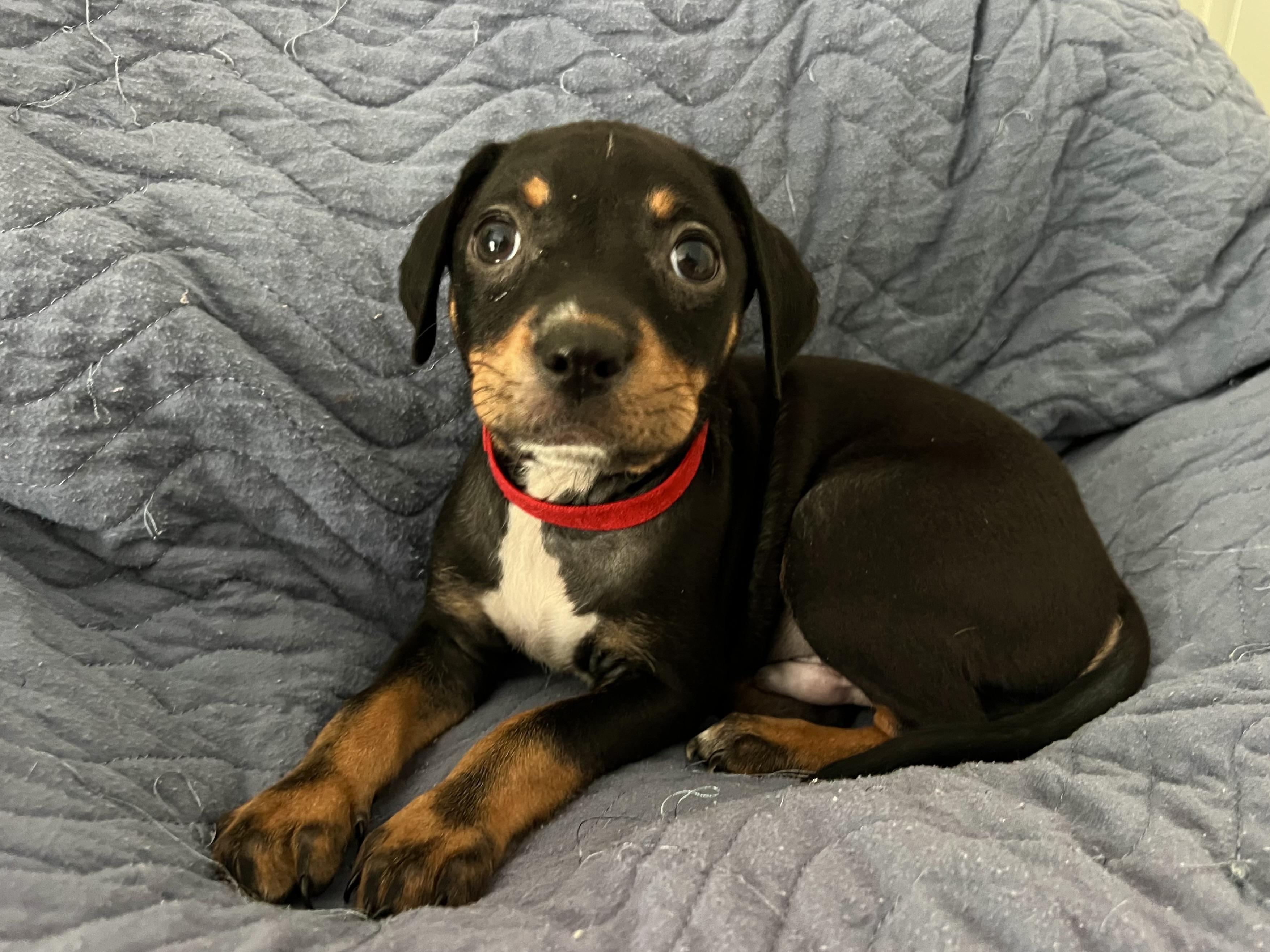 Enlarge Haus, an adopted mixed breed in Moosup, CT image 3/6