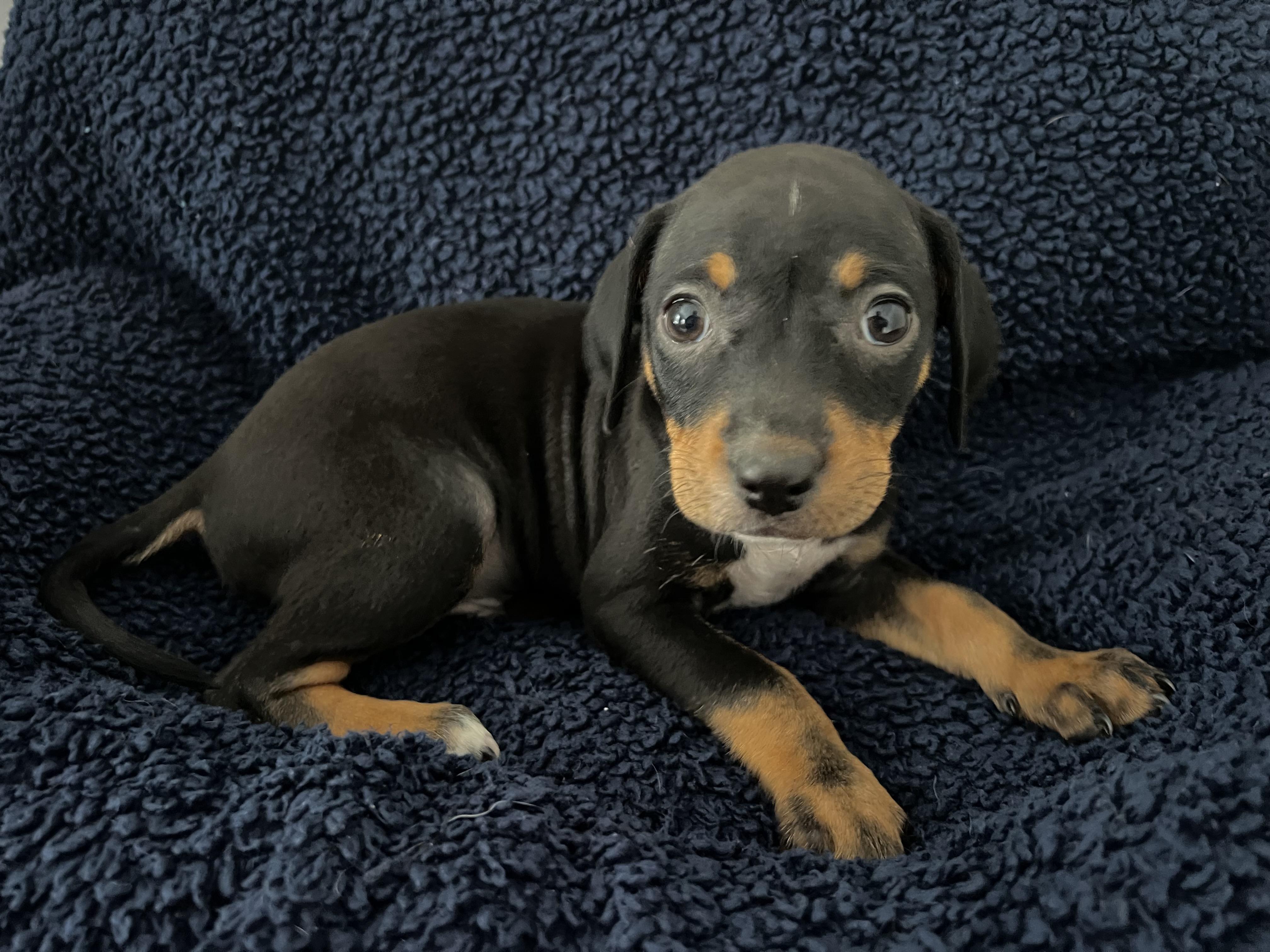 Haus, adopted, Puppy Male Rat Terrier & Chihuahua.