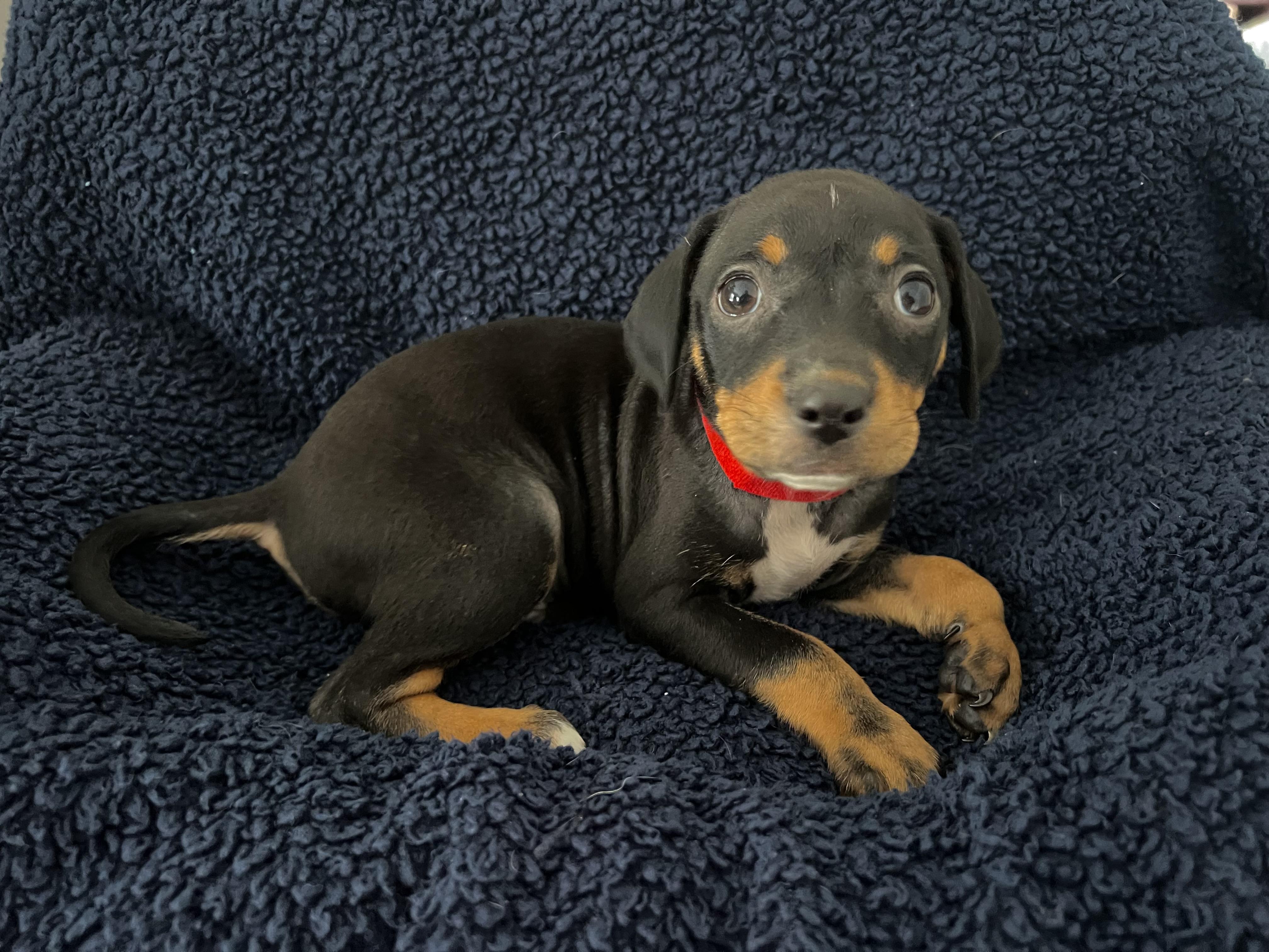 Enlarge Haus, an adopted mixed breed in Moosup, CT image 4/6