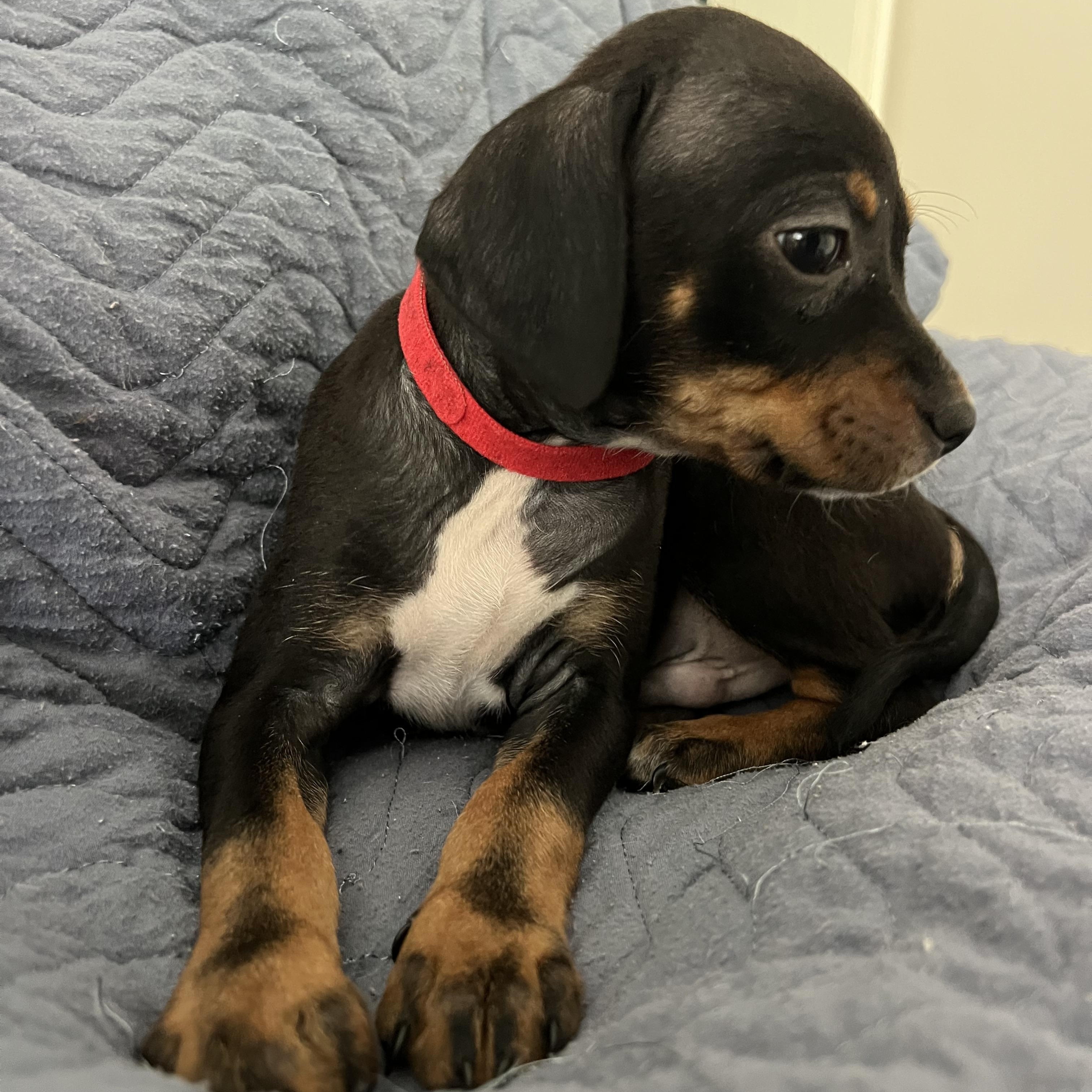 Enlarge Haus, an adopted mixed breed in Moosup, CT image 5/6