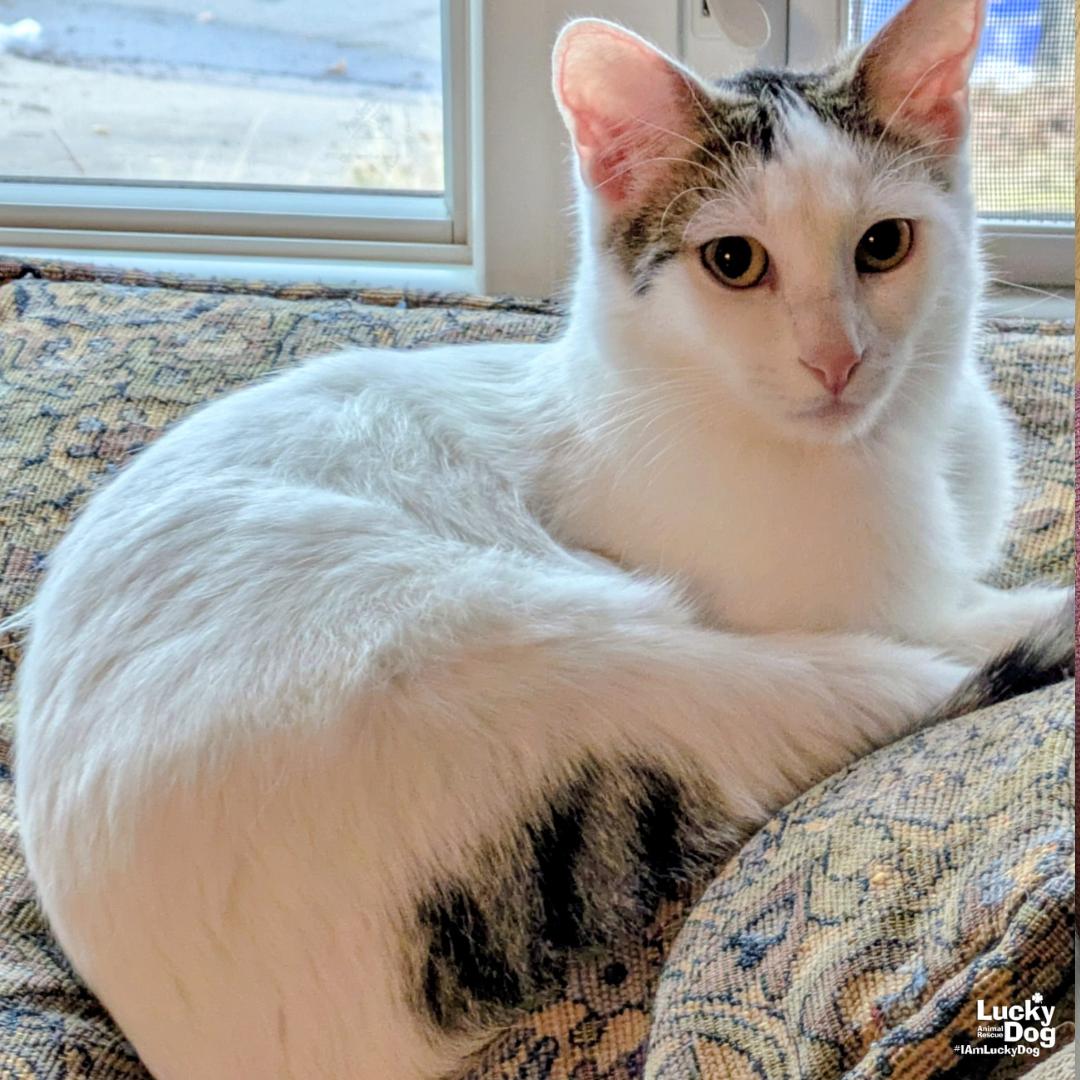 Bittie Casper, a Adoptable Domestic Short Hair in Washington, DC image 1/3